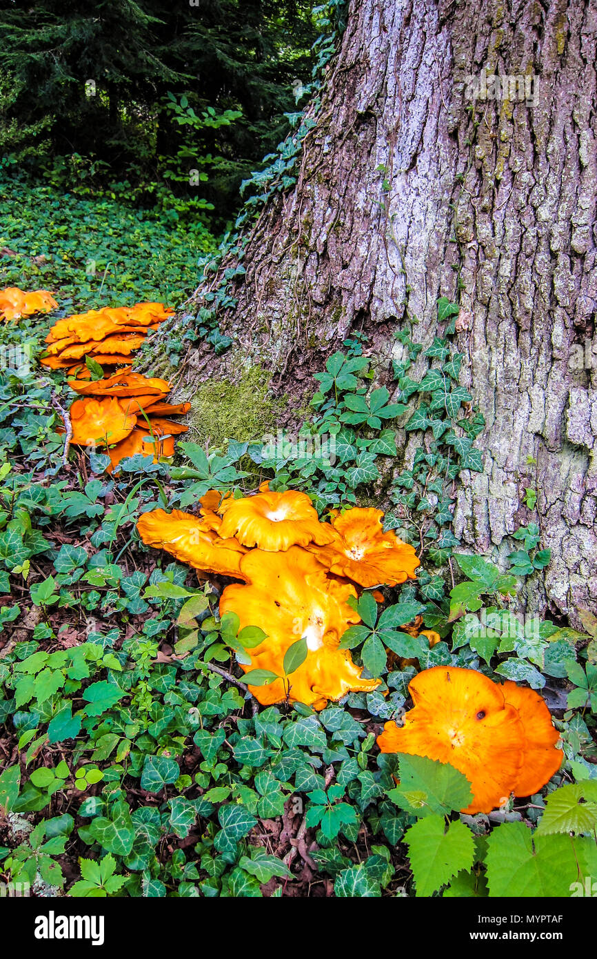Jack o'Lanterna di funghi (Omphalotus illudens) a base di White Oak tree e circondato da edera inglese - Asheville, North Carolina. Foto Stock