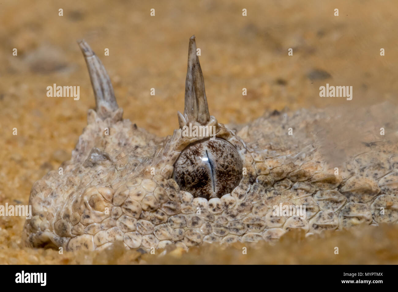 Desert Viper Snake Close up- Mizpe Ramon, Israele Foto Stock