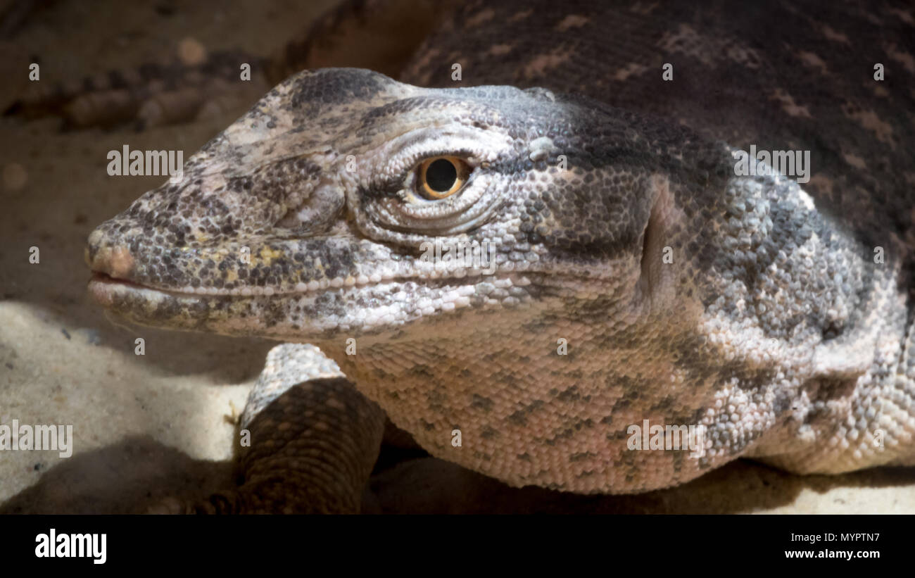 Rettili di Makhtesh Ramon, Israele Foto Stock
