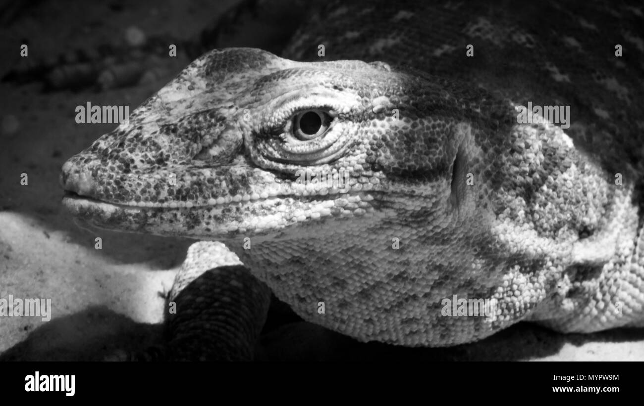 Rettili di Makhtesh Ramon, Israele Foto Stock