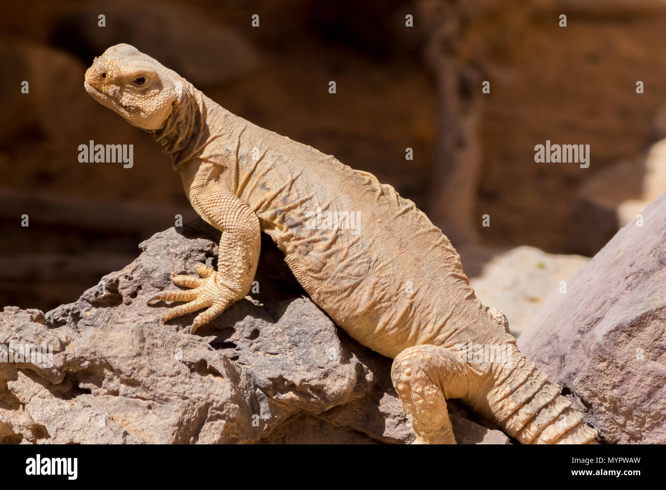 Rettili di Makhtesh Ramon, Israele Foto Stock