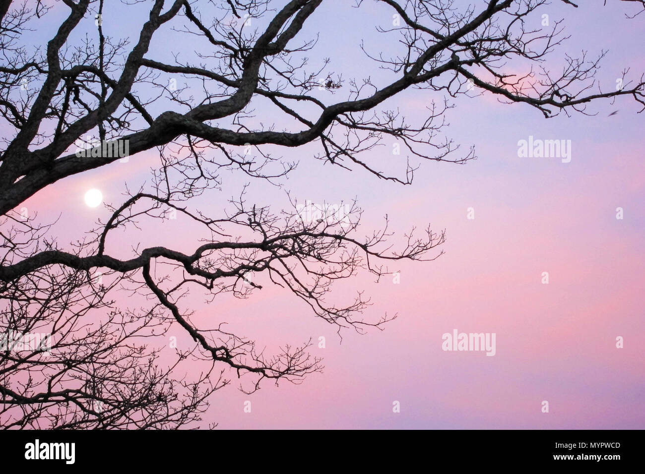Vista invernale delle Blue Ridge Mountains al tramonto attraverso la silhouette di abeti bianchi e alberi di quercia. Asheville, North Carolina. Foto Stock