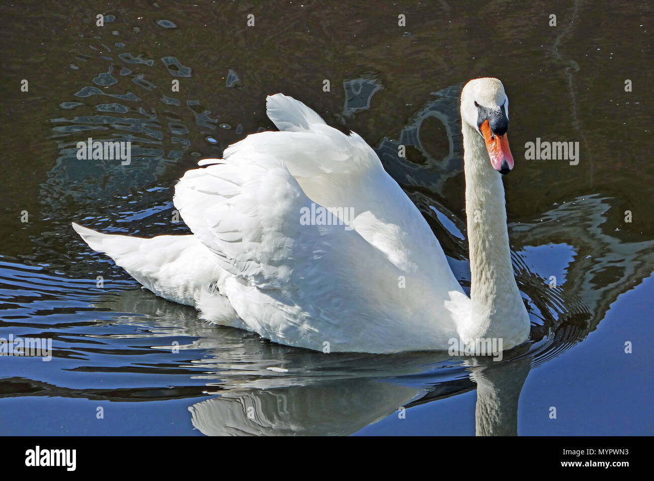 Swan su acqua di Leith, Edimburgo, Scozia Foto Stock