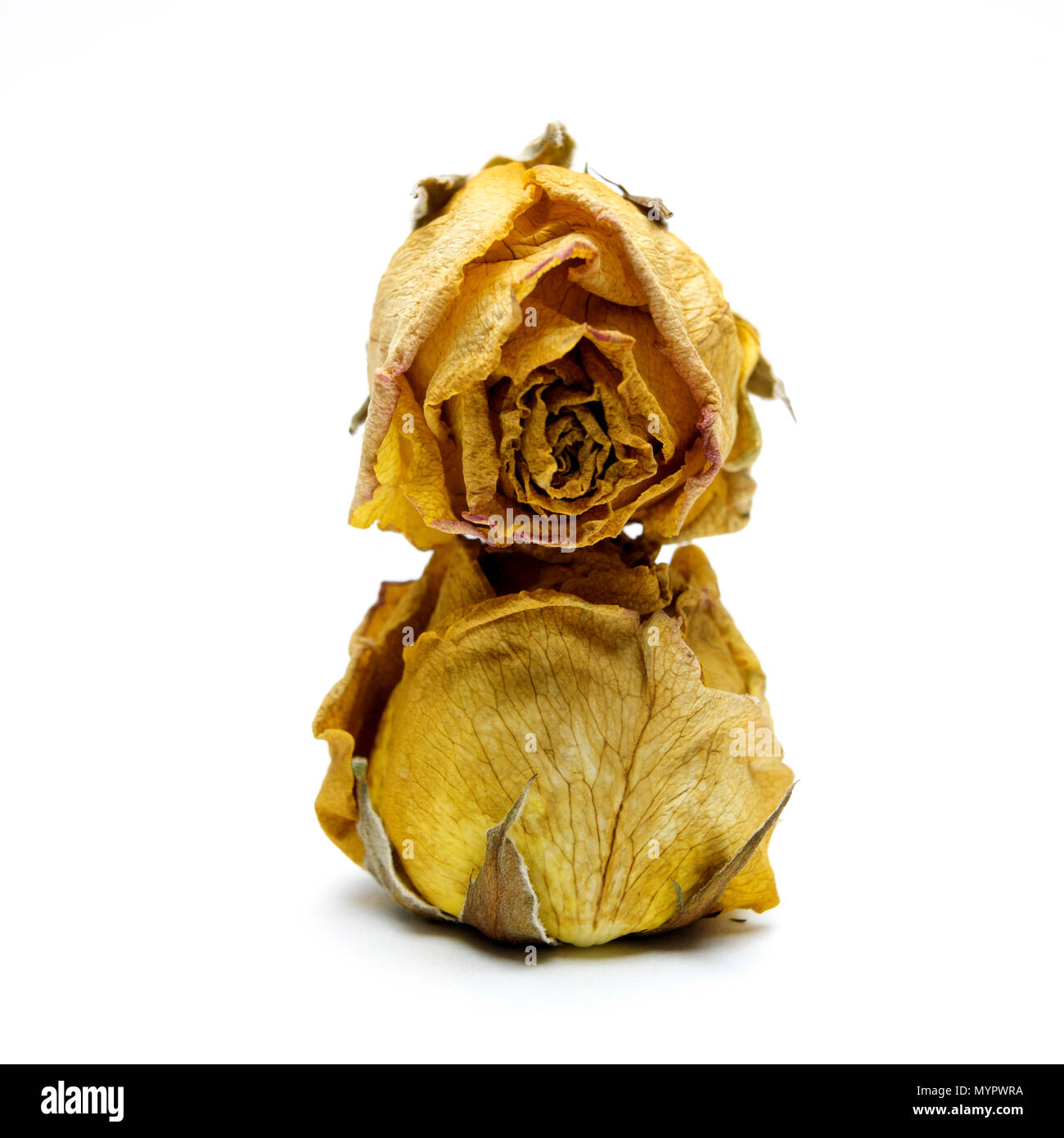 Rose appassite teste, studio shot Foto Stock