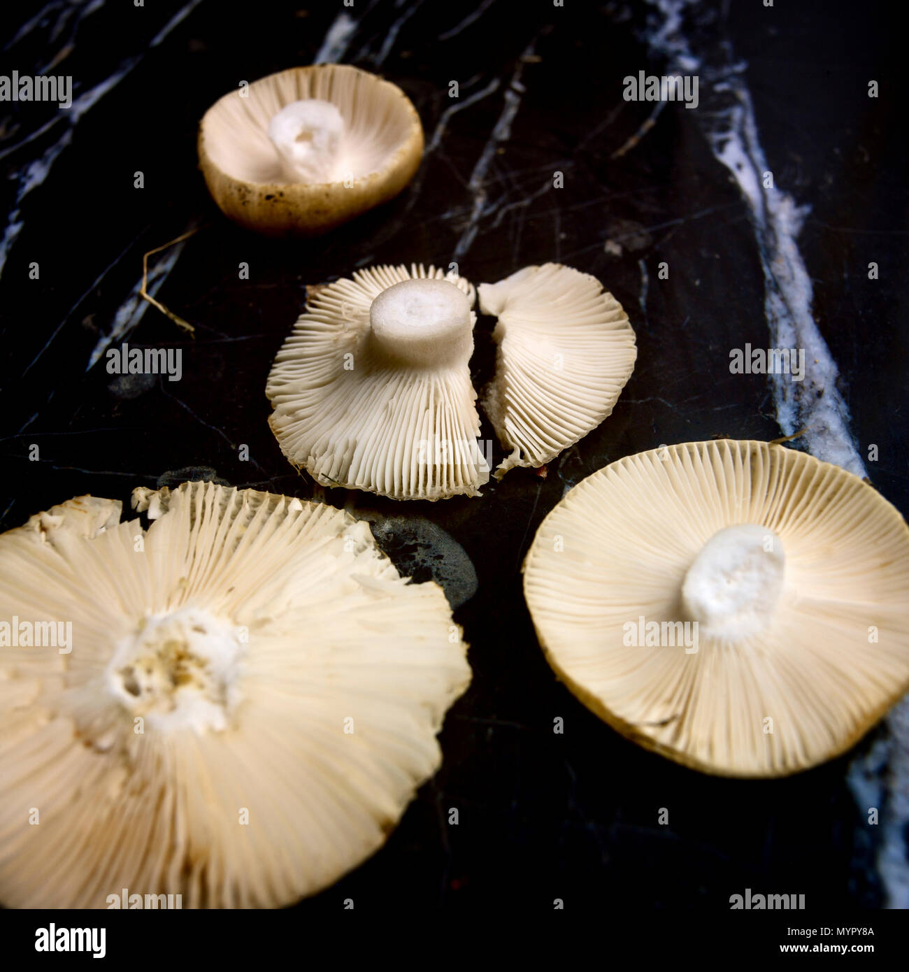 Close up di funghi caduto a terra a testa in giù Foto Stock