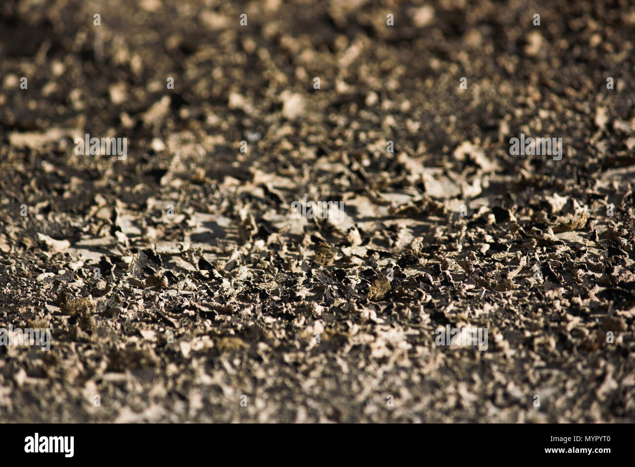 Lichene secco in scaglie sulla piana la superficie di pietra Foto Stock
