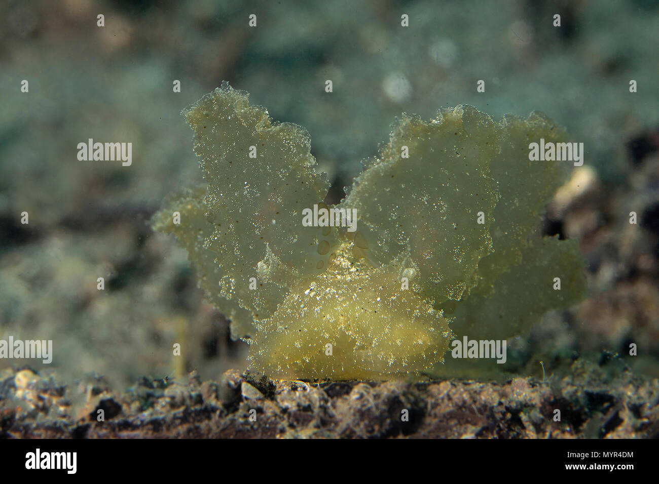 Nudibranch Melibe viridis. La foto è stata scattata in Anilao, Filippine Foto Stock