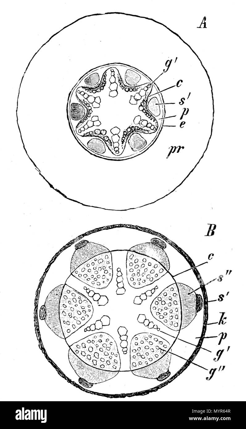 . Crescita secondaria di una radice di una dicotiledone/Sekundäres Dickenwachstum einer Wurzel bei Dikotylen; un beginnend, B fortgeschritten; pr primäre Rinde, e Endodermis, c Cambiumring, g' primäres xilema, s' primäres floema, p Perizykel, g' secundäres Holz, s' sekundärer liberiane, k Periderm . scansione 13 Giugno 2006. de:Benutzer:Griensteidl 461 Root crescita secondaria Foto Stock