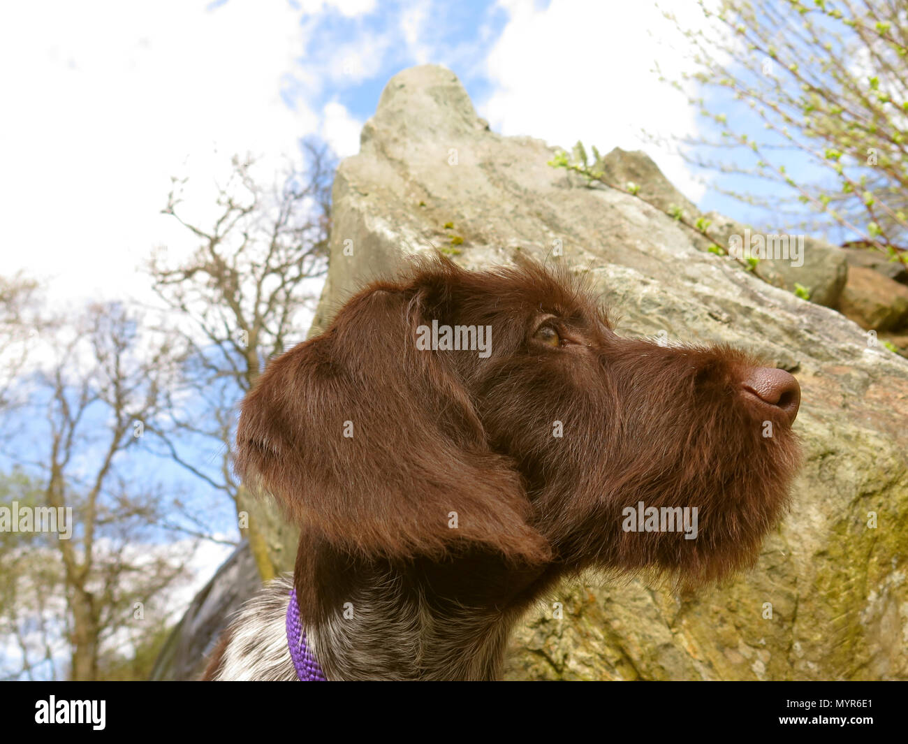 Filo tedesco pelo cucciolo di puntatore Foto Stock