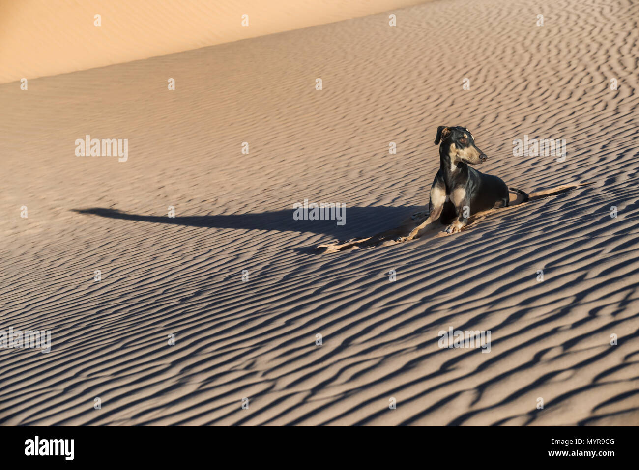 Un giovane nero Sloughi cane (Arabian greyhound) poggia in dune di sabbia nel deserto del Sahara in Marocco. Chiave di alta immagine con colori smorzati. Foto Stock
