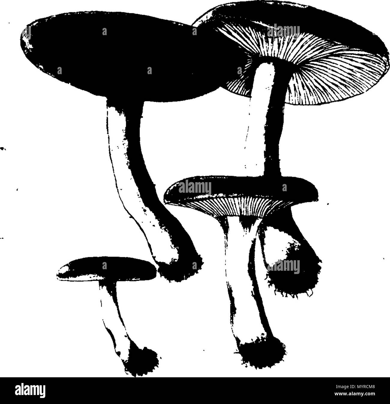 . Inglese: Fleuron dal libro: Una storia di fungusses, crescente per Halifax. ... In cui la loro varietà e diverse apparizioni nelle diverse fasi della crescita, sono esposti fedelmente ... Con una particolare descrizione di ogni specie in tutte le sue fasi ... Da James Bolton, ... 342 Una storia di fungusses, crescente per Halifax Fleuron T084360-16 Foto Stock