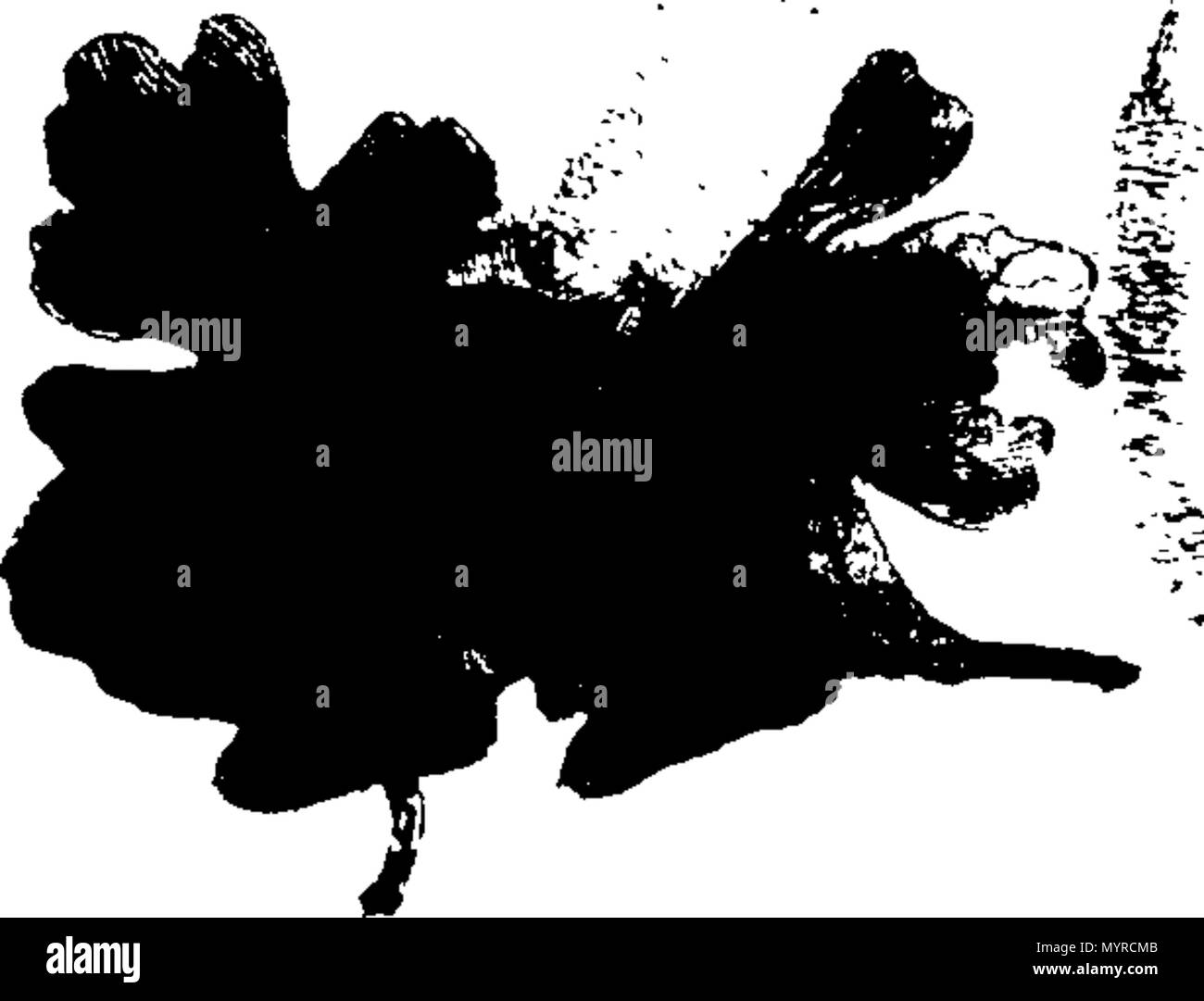 . Inglese: Fleuron dal libro: Una storia di fungusses, crescente per Halifax. ... In cui la loro varietà e diverse apparizioni nelle diverse fasi della crescita, sono esposti fedelmente ... Con una particolare descrizione di ogni specie in tutte le sue fasi ... Da James Bolton, ... 342 Una storia di fungusses, crescente per Halifax Fleuron T084360-19 Foto Stock