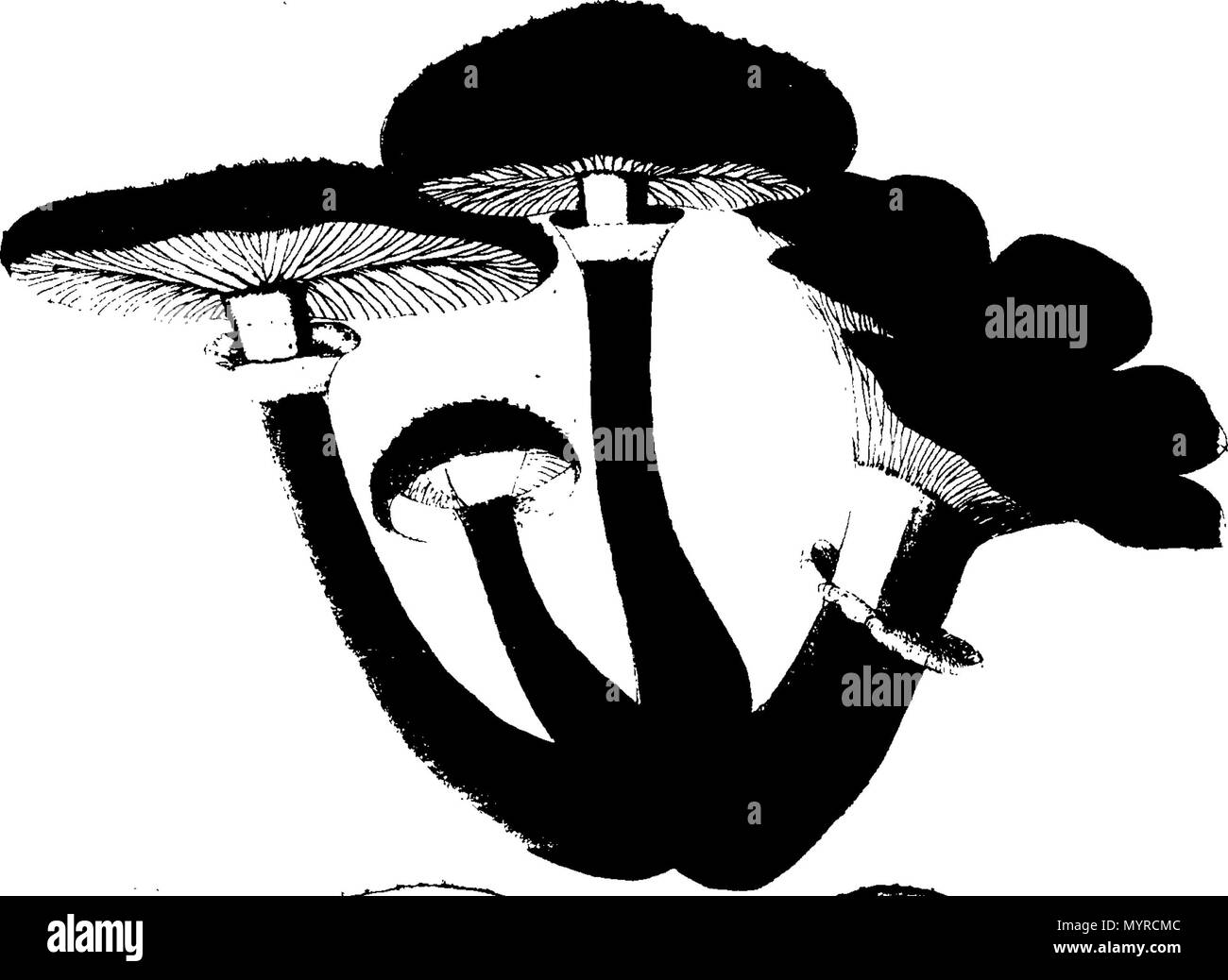 . Inglese: Fleuron dal libro: Una storia di fungusses, crescente per Halifax. ... In cui la loro varietà e diverse apparizioni nelle diverse fasi della crescita, sono esposti fedelmente ... Con una particolare descrizione di ogni specie in tutte le sue fasi ... Da James Bolton, ... 342 Una storia di fungusses, crescente per Halifax Fleuron T084360-2 Foto Stock