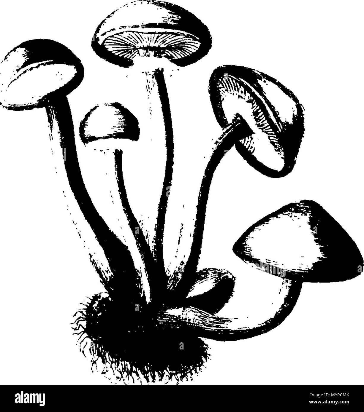 . Inglese: Fleuron dal libro: Una storia di fungusses, crescente per Halifax. ... In cui la loro varietà e diverse apparizioni nelle diverse fasi della crescita, sono esposti fedelmente ... Con una particolare descrizione di ogni specie in tutte le sue fasi ... Da James Bolton, ... 342 Una storia di fungusses, crescente per Halifax Fleuron T084360-24 Foto Stock