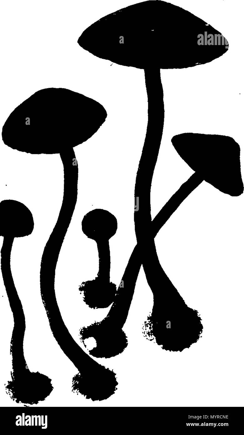 . Inglese: Fleuron dal libro: Una storia di fungusses, crescente per Halifax. ... In cui la loro varietà e diverse apparizioni nelle diverse fasi della crescita, sono esposti fedelmente ... Con una particolare descrizione di ogni specie in tutte le sue fasi ... Da James Bolton, ... 342 Una storia di fungusses, crescente per Halifax Fleuron T084360-43 Foto Stock