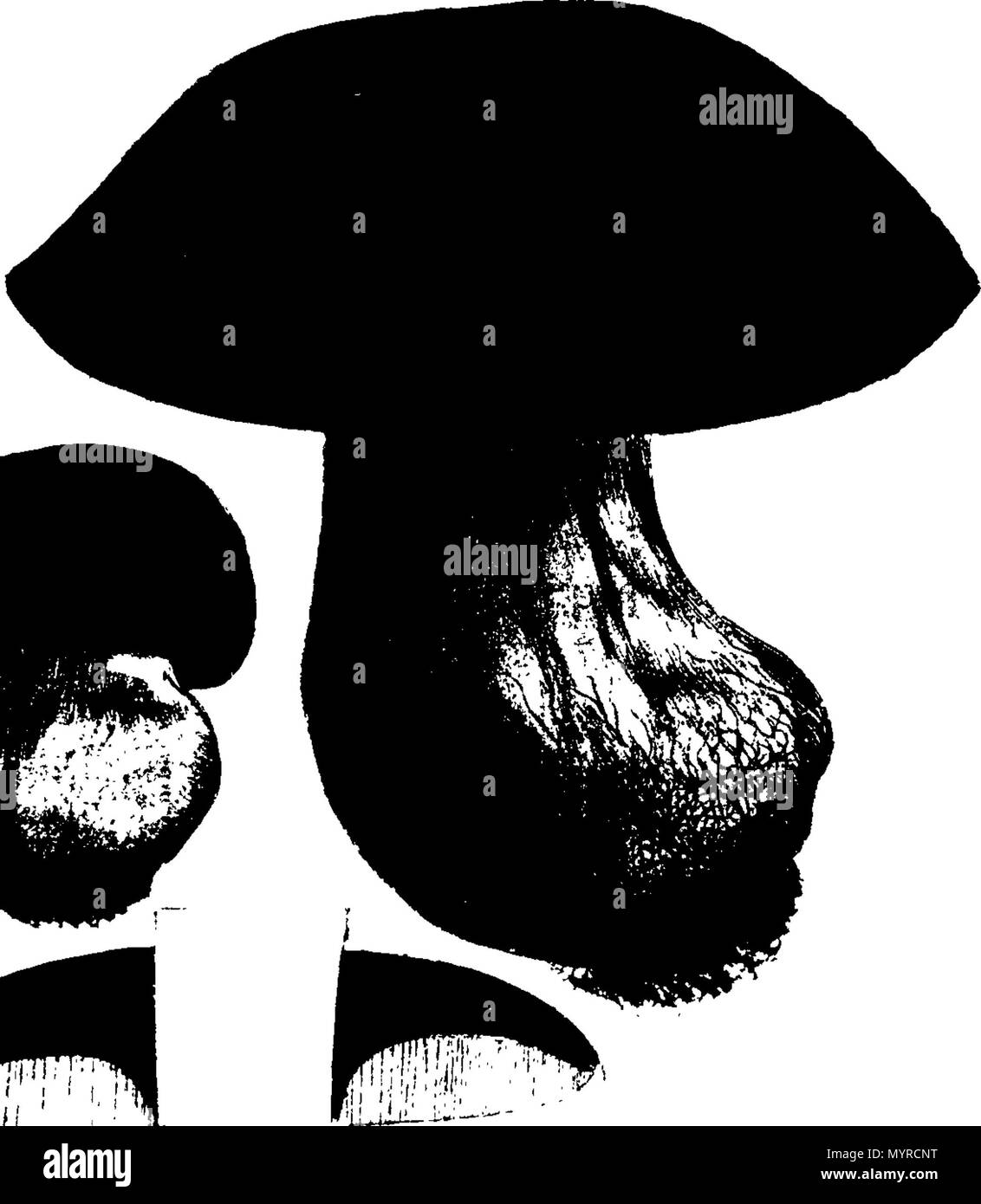 . Inglese: Fleuron dal libro: Una storia di fungusses, crescente per Halifax. ... In cui la loro varietà e diverse apparizioni nelle diverse fasi della crescita, sono esposti fedelmente ... Con una particolare descrizione di ogni specie in tutte le sue fasi ... Da James Bolton, ... 342 Una storia di fungusses, crescente per Halifax Fleuron T084360-51 Foto Stock