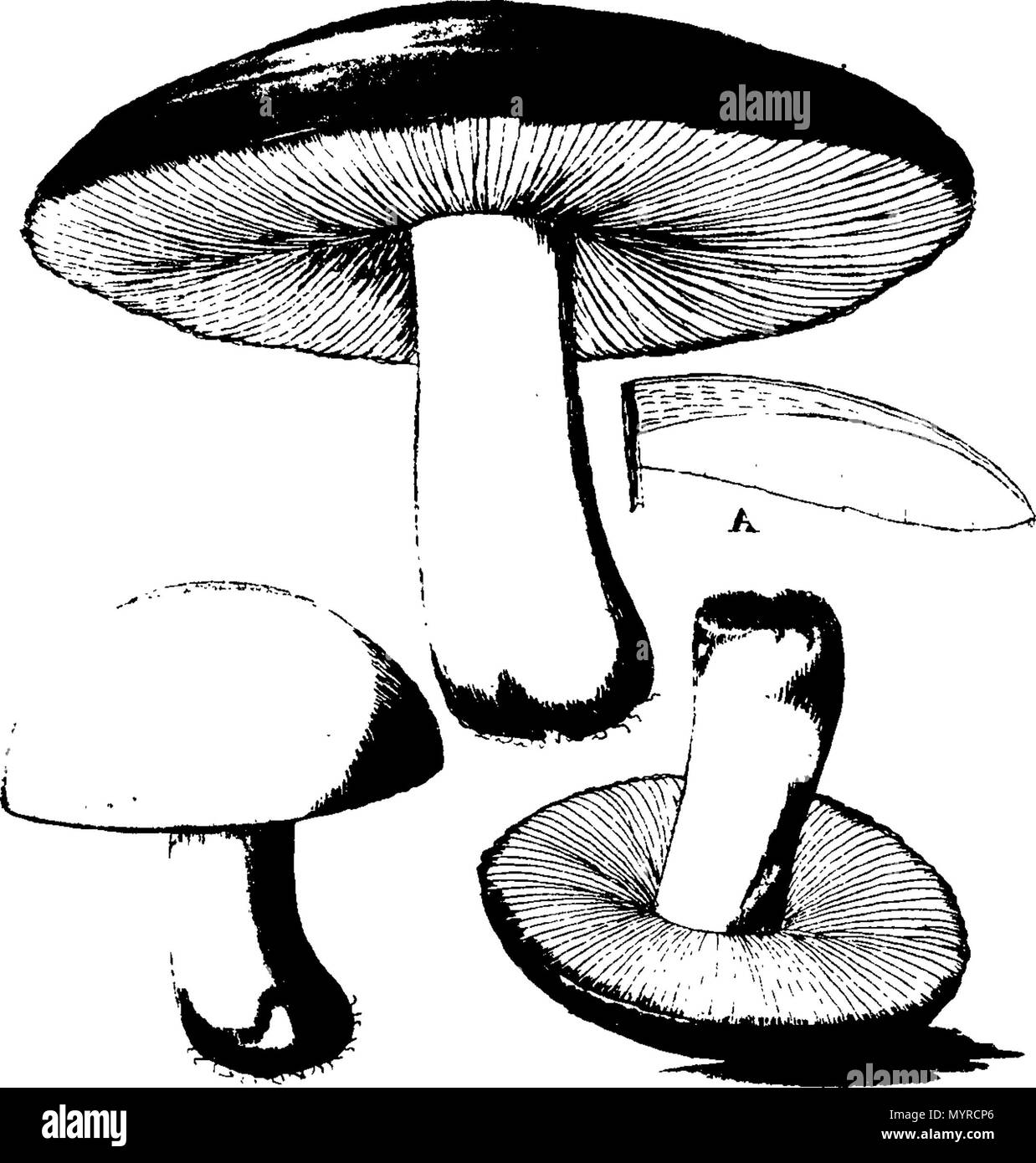 Inglese: fleuron dal libro: una storia di fungusses, crescente per ... Descrizione di una foto in inglese