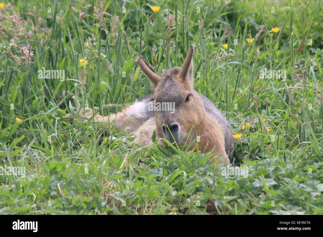 Mara prevista in erba, Yorkshire Wildlife Park, Branton,Doncaster, South Yorkshire, Regno Unito Dolichotis patagonium Foto Stock