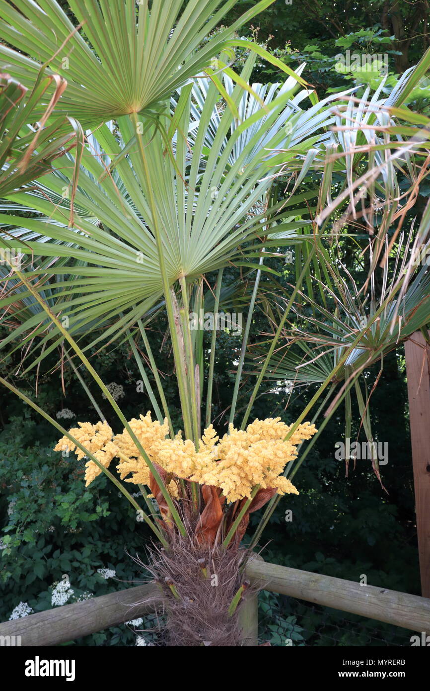 Fan di palma fiori, Yorkshire Wildlife Park, Branton,Doncaster, South Yorkshire, Regno Unito trachycarpus fortunei Foto Stock