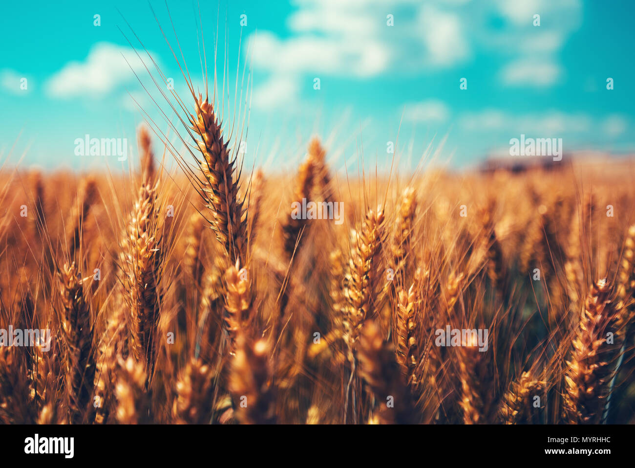 Dorate spighe di grano in campo sulla giornata di sole Foto Stock