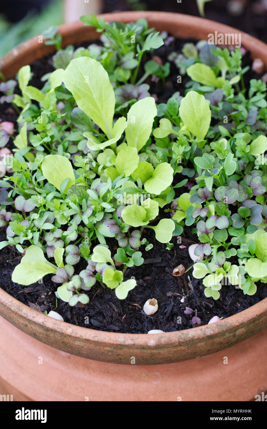 Crescente foglia di insalata piantine in una pentola teracotta. Foto Stock Crescente foglia di insalata piantine in una pentola teracotta. Foto Stock