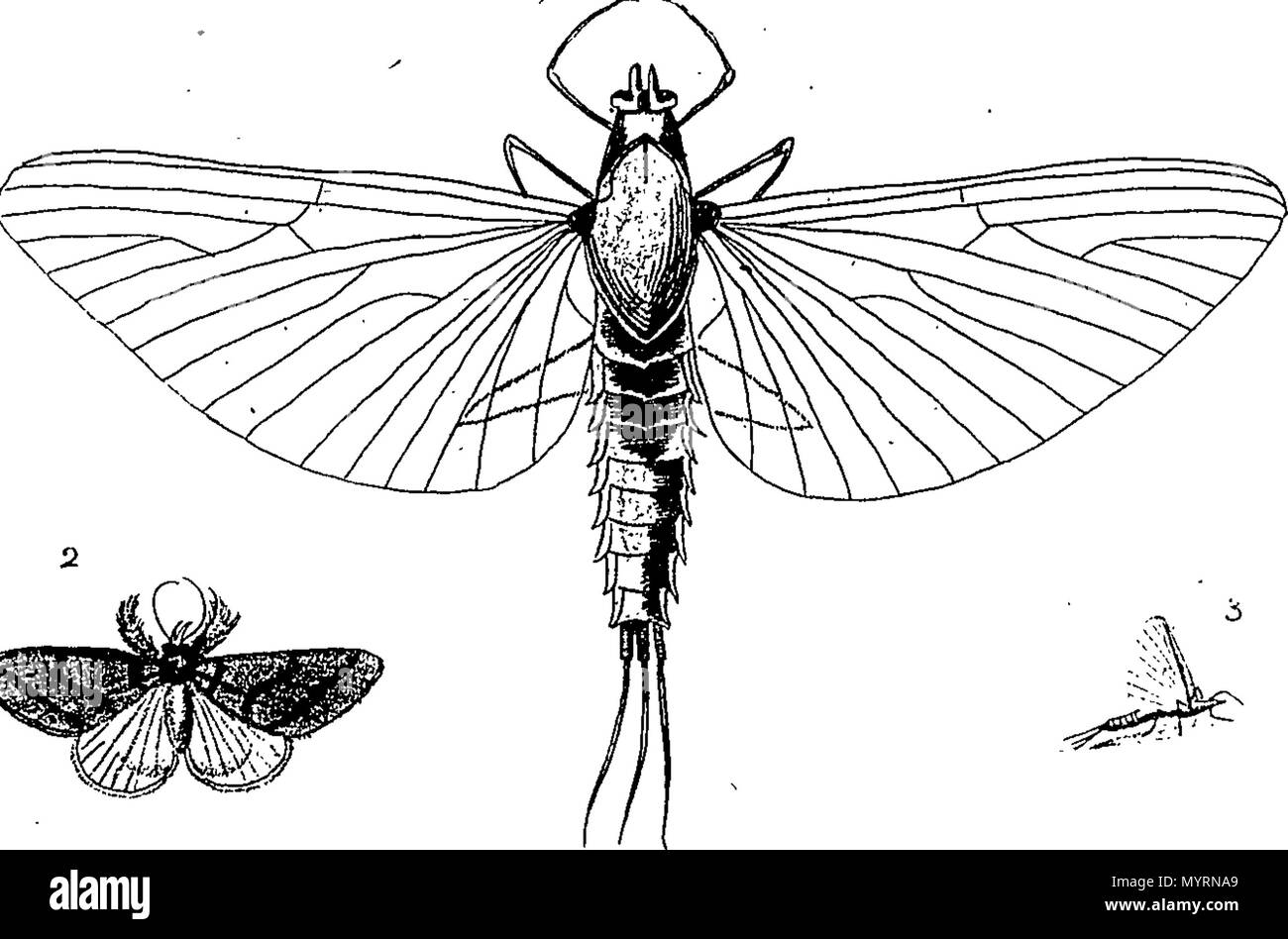 . Inglese: Fleuron dal libro: un'esposizione di insetti in inglese tra cui le diverse classi di Neuroptera, Hymenoptera, & Diptera, o api, mosche, & libelullae presentante su 51 piastre di rame nei pressi di 500 figure, disegnata in modo accurato e altamente rifiniti in colori, ... Da Mosè Harris, 333 un'esposizione di insetti in inglese tra cui le diverse classi di Neuroptera Fleuron T033877-14 Foto Stock