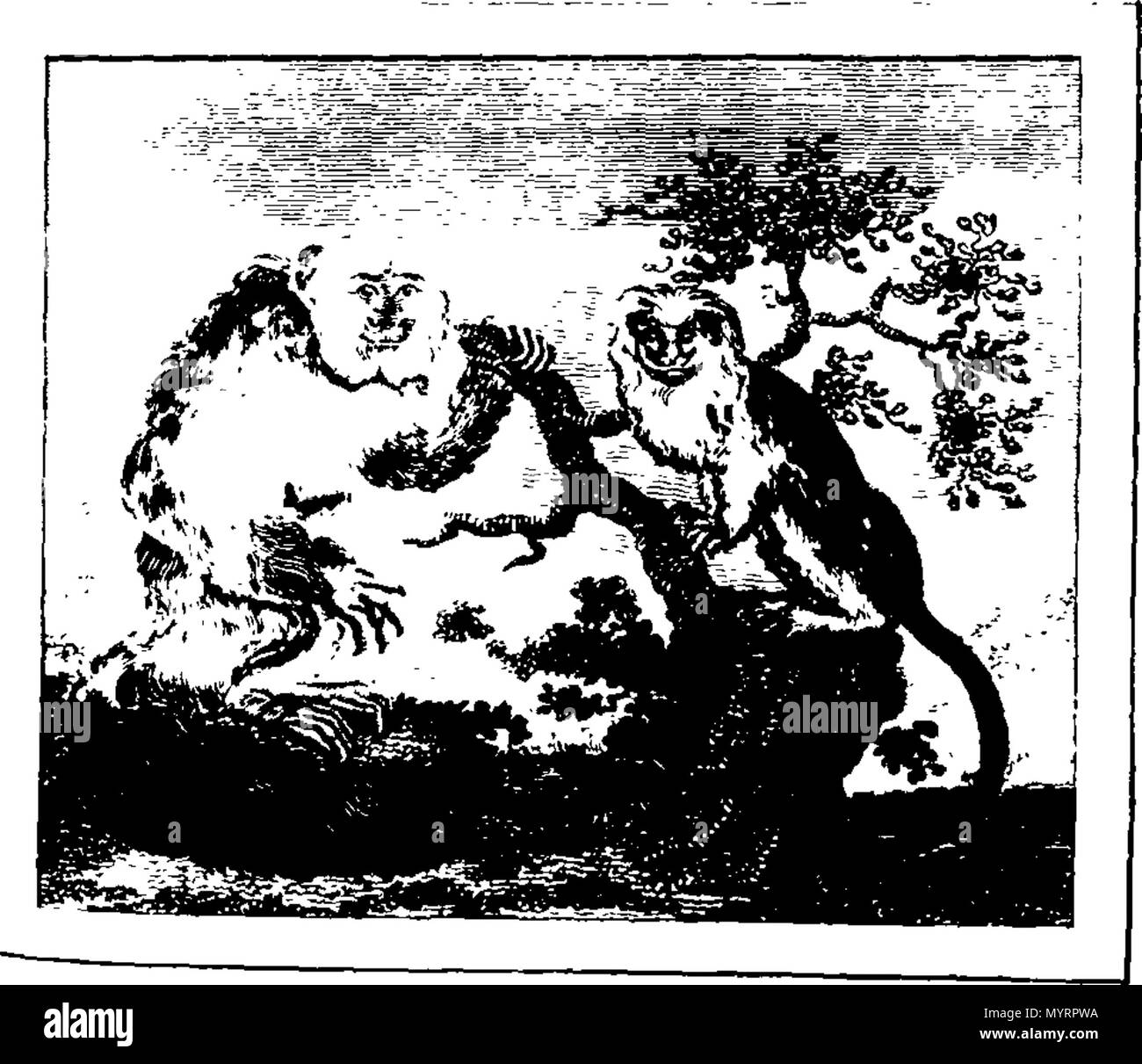 . Inglese: Fleuron dal libro: uno storico geografiche, commerciale, e vista filosofico americano di Stati Uniti e degli insediamenti europei in America e la West-Indies. Da W. Winterbotham. In quattro volumi. Con numerose incisioni. ... 338 Un storico Fleuron geografica N017775-3 Foto Stock