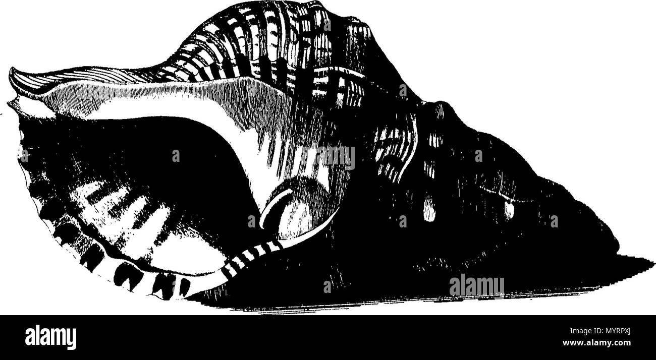 . Inglese: Fleuron dal libro: uno storico ufficiale delle transazioni a Port Jackson e Isola Norfolk, con le scoperte che sono state fatte nel Nuovo Galles del Sud ... poiché la pubblicazione di Phillip il viaggio, ... compresi i diari di governatori Phillip e re e di Lieut. Sfera; ... Da Iohn Hunter, ... 339 uno storico ufficiale delle transazioni a Port Jackson e Isola Norfolk Fleuron T137599-26 Foto Stock