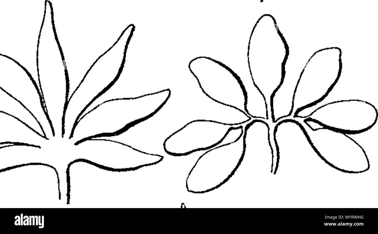 347 Una introduzione alla botanica- contenente una spiegazione della teoria della scienza; dalle opere di Linneo Fleuron n009717-22 Foto Stock 347 Una introduzione alla botanica- contenente una spiegazione della teoria della scienza; dalle opere di Linneo Fleuron n009717-22 Foto Stock
