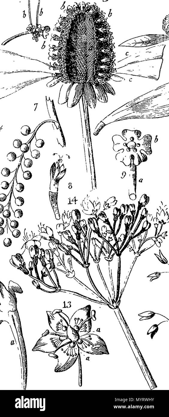 348 Una introduzione alla botanica- contenente una spiegazione della teoria della scienza; dalle opere di Linneo Fleuron n009717-32 Foto Stock