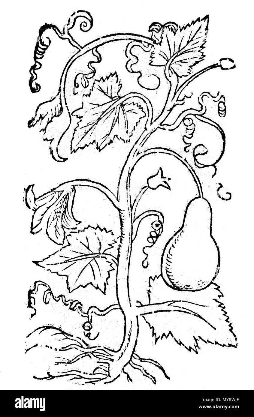 . XII Bücher von dem vnd Feldbau vollkommener bestellung eines ordenlichen Mayerhofs oder Landguts. Pietro de' Crescenzi (1233-1320) nomi alternativi Petrus de Crescentiis Descrizione giurista italiano e scrittore giurista Bolognese, scrittore sull'agricoltura Data di nascita e morte 1233 1320 Luogo di nascita e morte Bologna Bologna competente controllo : Q1933377 VIAF:?ISNI 24649244:?0000 0001 2124 5486 LCCN:?n85295007 NLA:?36010291 GND:?100939643 WorldCat 14 04 Zucca, libro da colorare BCT, 2017 Foto Stock