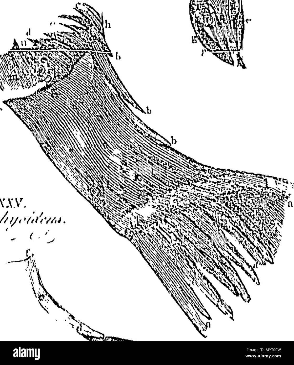 . Inglese: Fleuron dal libro: Anatomia britannica: un sistema di anatomia. Illustrato da e verso l'alto del trecento copperplates, dai più celebri autori in Europa. In sei parti. Da Andrew Bell, F. S. A. S. incisore a Sua Altezza Reale il Principe di Galles. Il lavoro approvato dal Dott. Alex. Monro, professore di anatomia, &c. all'Università di Edimburgo. e condotta da Andrew Fyfe, il suo assistente. Parti I. & II. 355 Anatomia Britannica- un sistema di anatomia Fleuron N001319-6 Foto Stock