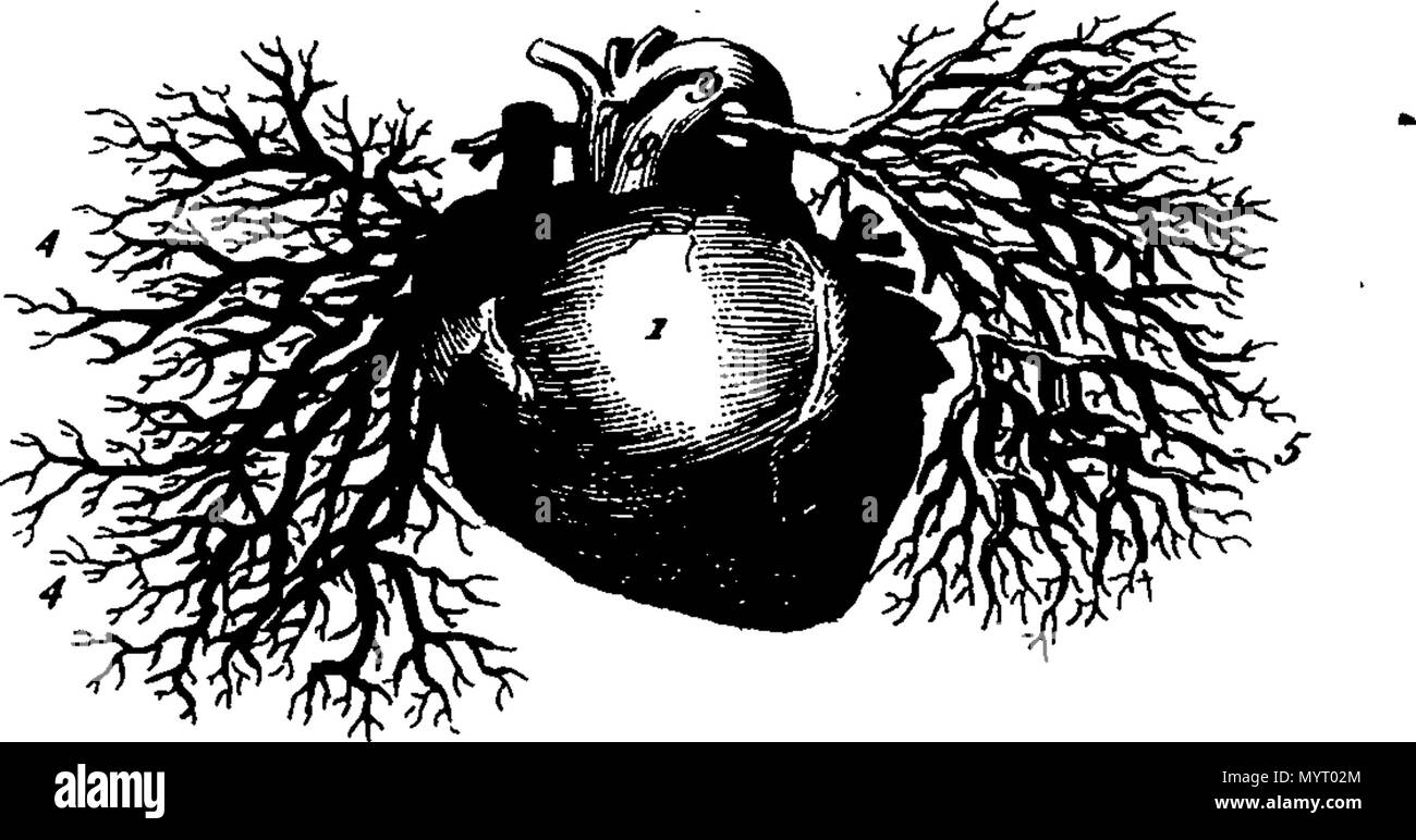 . Inglese: Fleuron dal libro: dialoghi anatomica, oppure un breviario di anatomia. In cui tutte le parti del corpo umano sono in modo conciso e accuratamente descritti e i loro usi spiegato; da cui il giovane praticante può raggiungere un proprio metodo per il trattamento di malattie, per quanto dipende da anatomia. Principalmente compilato per l'impiego dei giovani colleghi in marina e dell'esercito. Da un gentleman della facoltà. 355 dialoghi anatomica, oppure un breviario di anatomia Fleuron T026546-1 Foto Stock