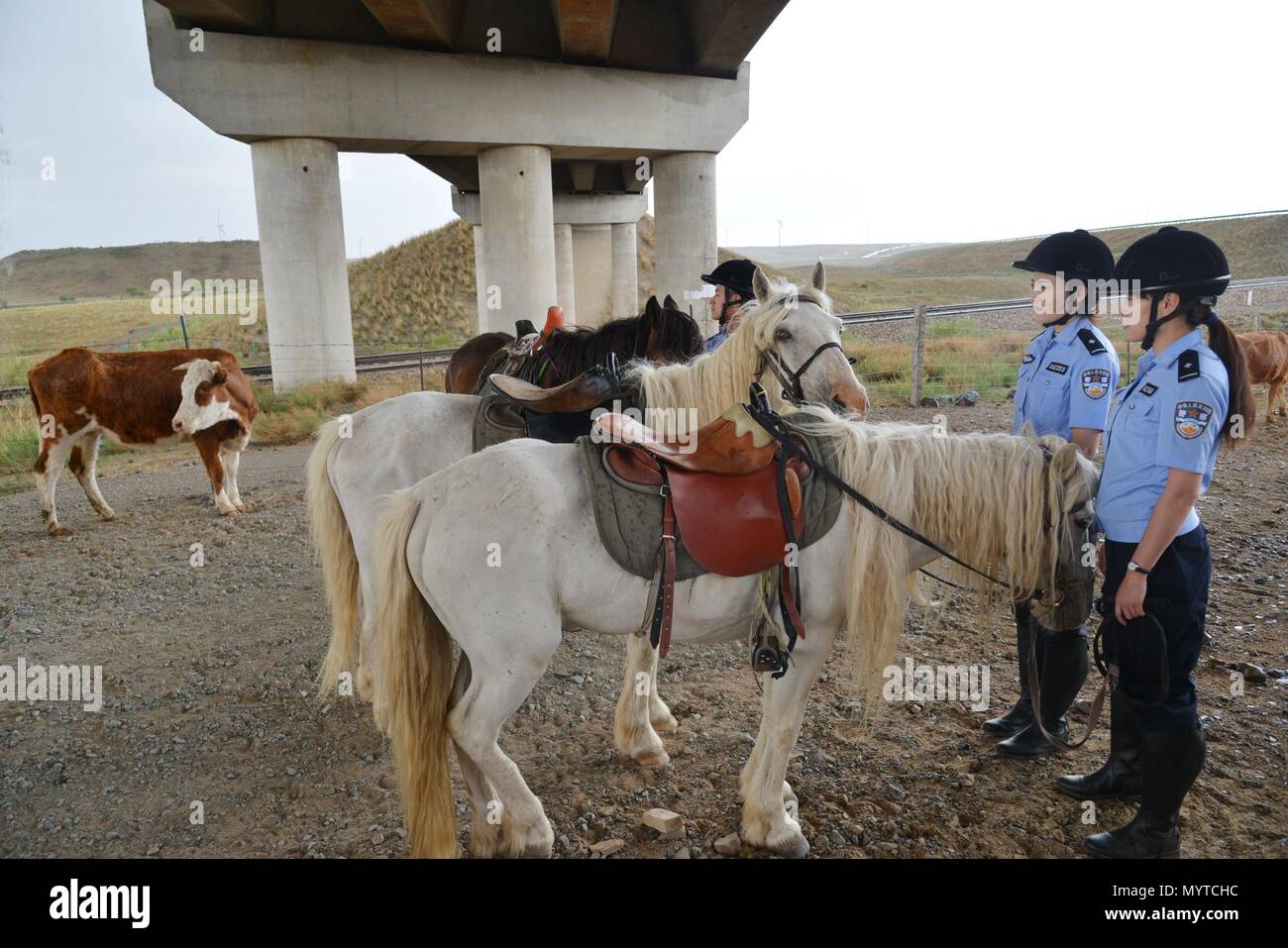 (180608) -- XILINHOT, Giugno 8, 2018 (Xinhua) -- polizia montata a spianare la strada per il bestiame durante il pattugliamento lungo la ferrovia in Xilinhot, nel nord della Cina di Mongolia Interna Regione Autonoma, 7 giugno 2018. Al fine di mantenere ferrovie in funzionamento, polizia montata in Xilinhot sono impegnati nella riparazione di rotture di rete di sicurezza e di controllo delle intrusioni di bestiame mentre il pattugliamento lungo linee ferroviarie. (Xinhua/Zou Yu) (wyl) Foto Stock