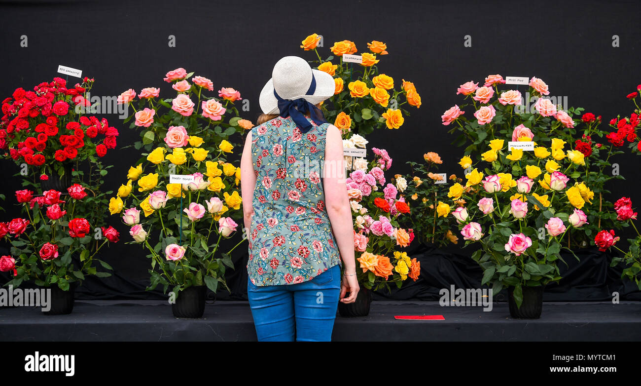 Southampton SUSSEX REGNO UNITO 8 Giugno 2018 - bellissime rose sul display nel Sud dell Inghilterra Visualizza in una bella giornata di sole presso il Southampton Showground vicino a Haywards Heath Sussex Credito: Simon Dack/Alamy Live News Foto Stock