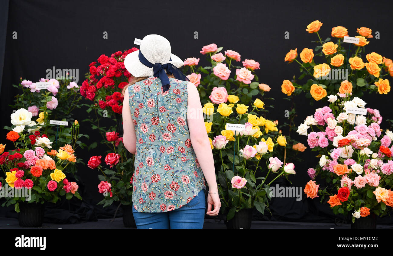 Southampton SUSSEX REGNO UNITO 8 Giugno 2018 - bellissime rose sul display nel Sud dell Inghilterra Visualizza in una bella giornata di sole presso il Southampton Showground vicino a Haywards Heath Sussex Credito: Simon Dack/Alamy Live News Foto Stock