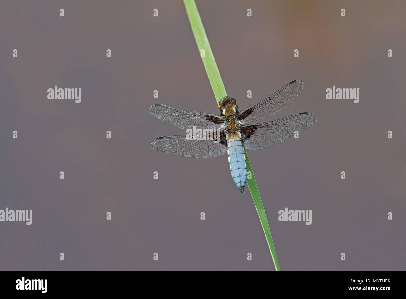Ampio maschio corposo Chaser-Libellula depressa.uk Foto Stock