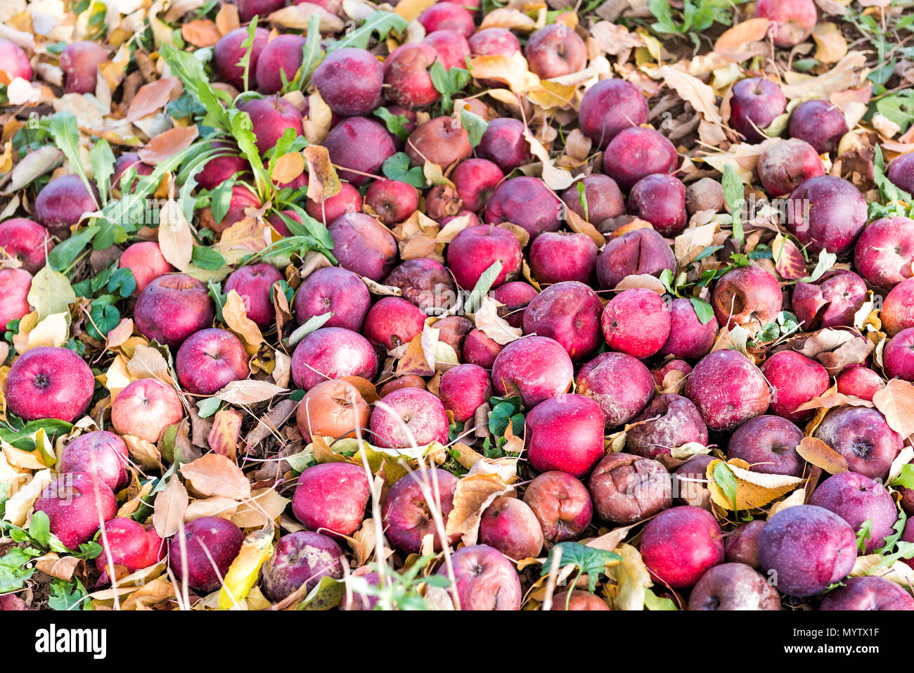 Meleto closeup di molti caduti di frutta rossa sul giardino in autunno cadono, agriturismo campagna in Virginia, marcio rovinato a terra Foto Stock