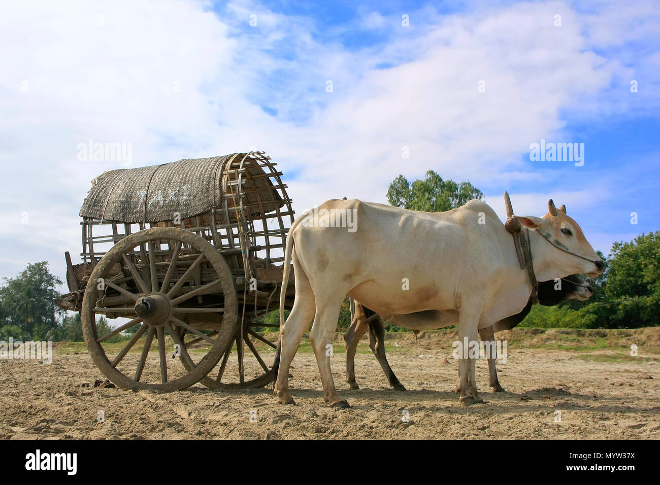 Taxi turistici in Mingun, Mandalay regione, Myanmar Foto Stock