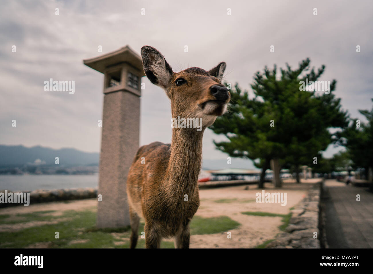 Un curioso cervi sull'isola di Miyajima Foto Stock