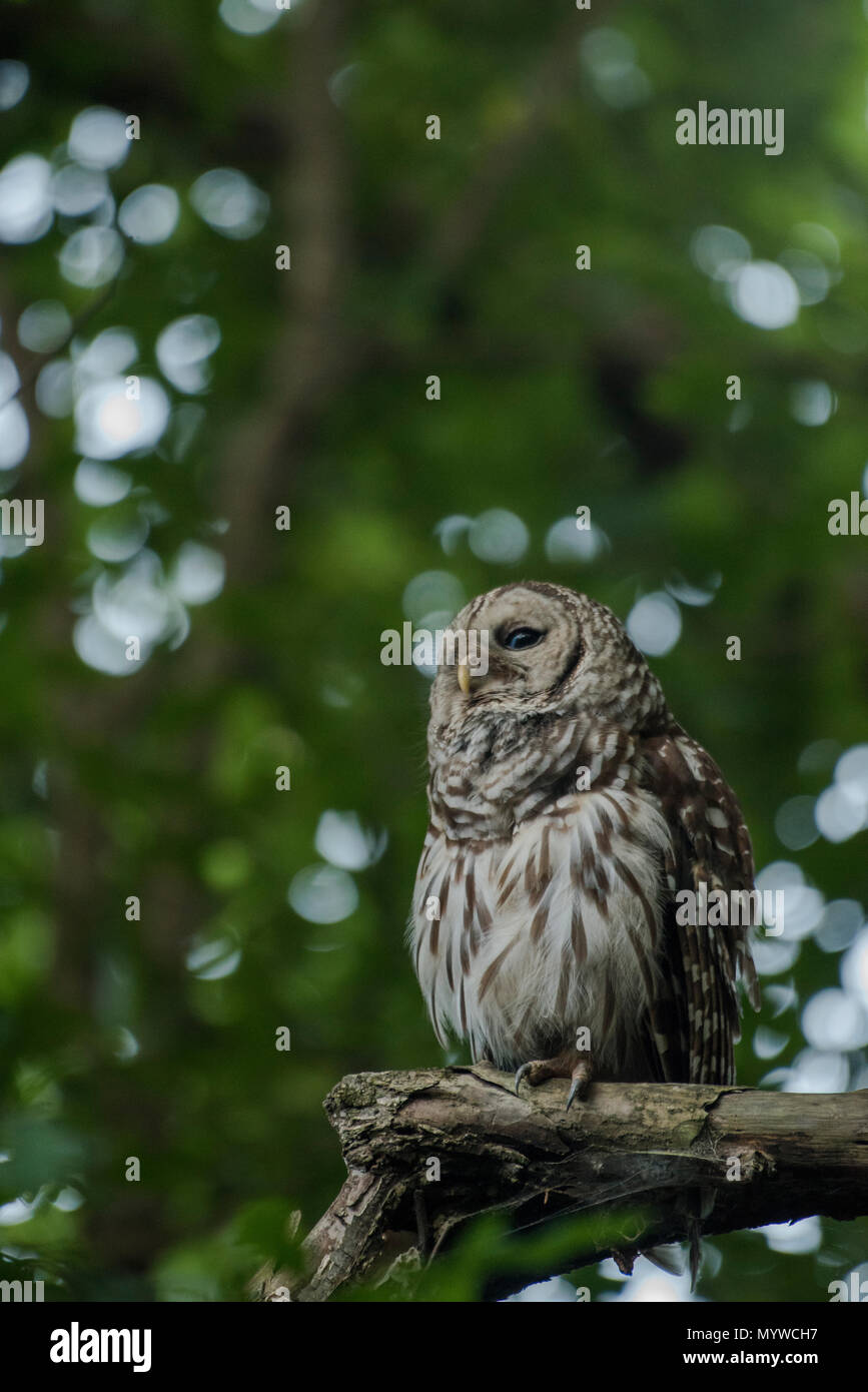 Un sbarrate allocco (Strix varia) da North Carolina, questi sono i gufi notturni ma può essere osservata attivo durante il crepuscolo ore come bene. Foto Stock