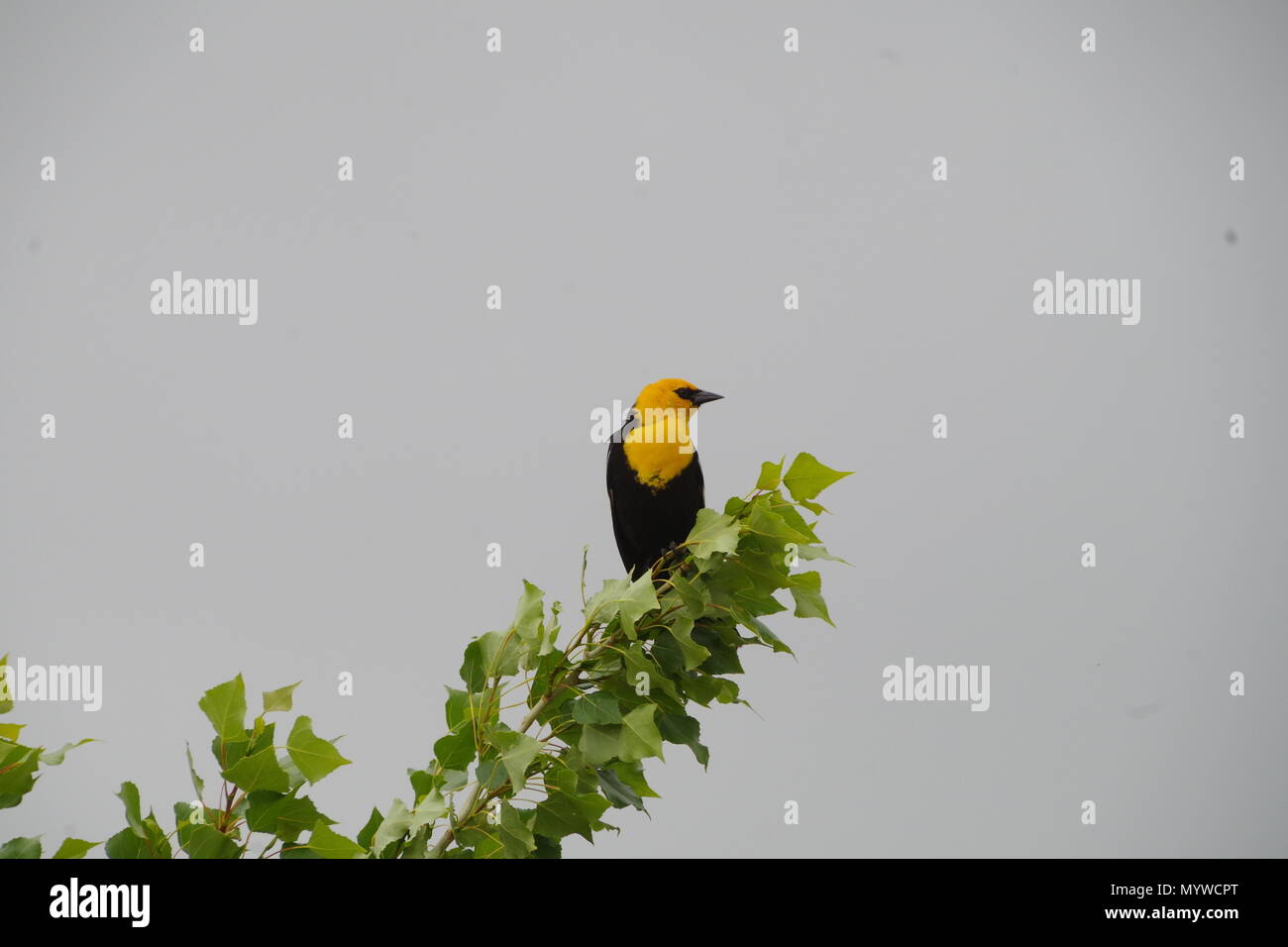 Yellow-Headed Blackbird Foto Stock