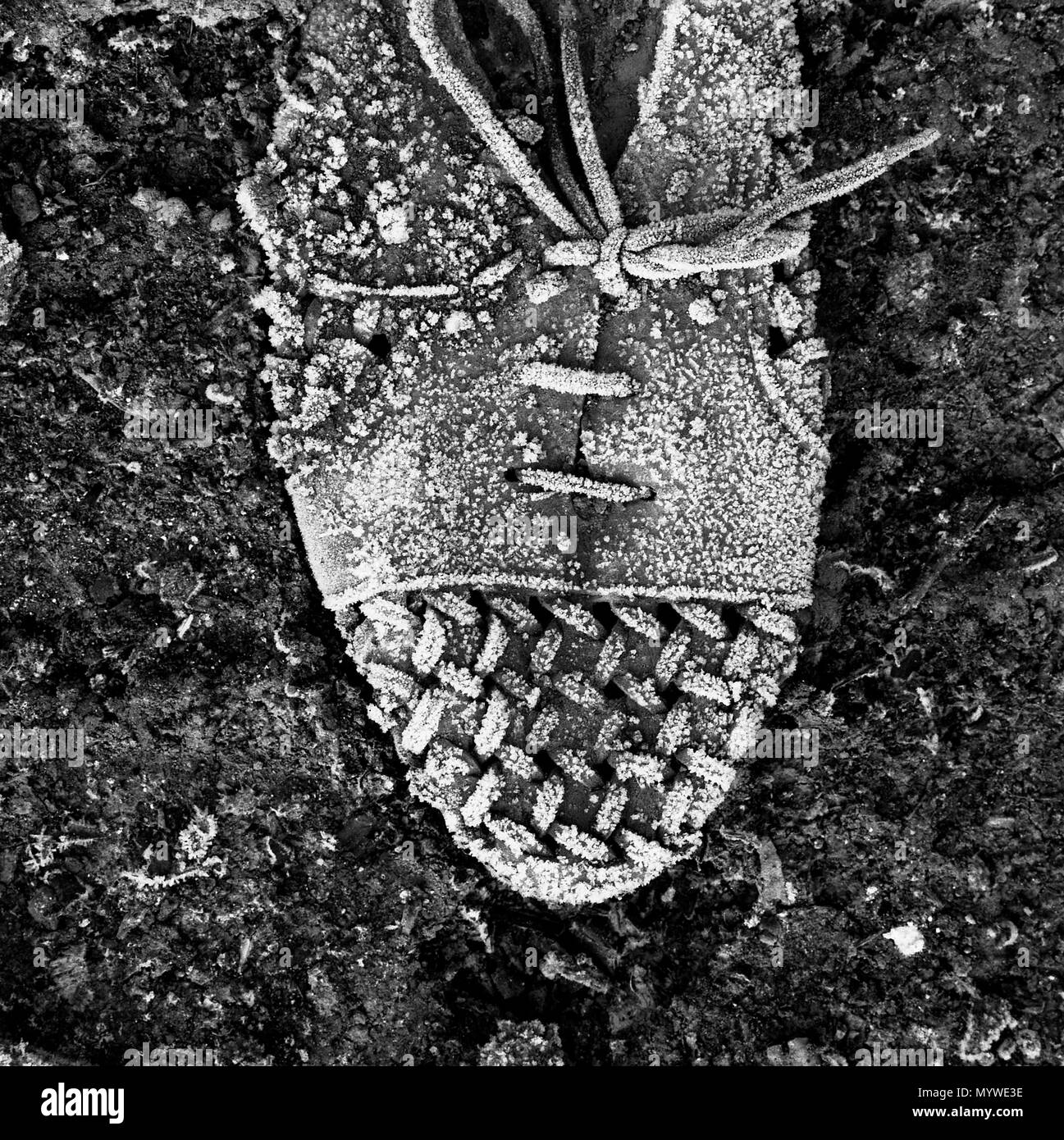 Vecchia scarpa coperto di brina Foto Stock