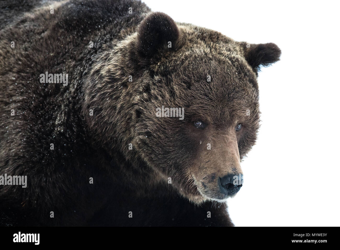 Orso bruno ritratto in una primavera nevoso; sullo sfondo bianco Foto Stock