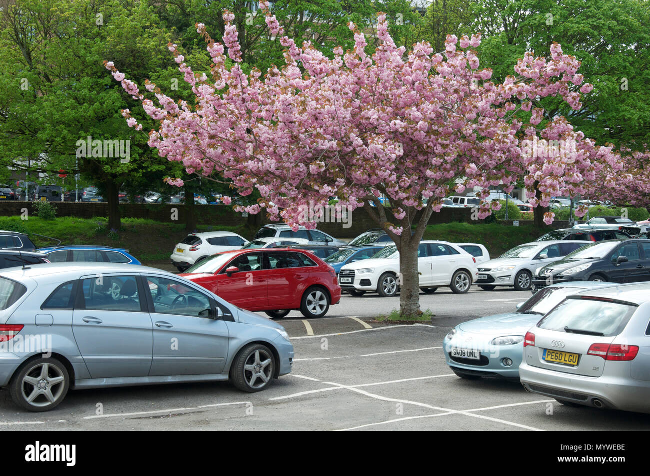Ciliegio ornamentale Blossom Tree di bloom, crescendo in un ambiente urbano parcheggio auto. Questi decorativi alberi di ombra sono tolleranti di inquinamento atmosferico. Inghilterra, Regno Unito Foto Stock