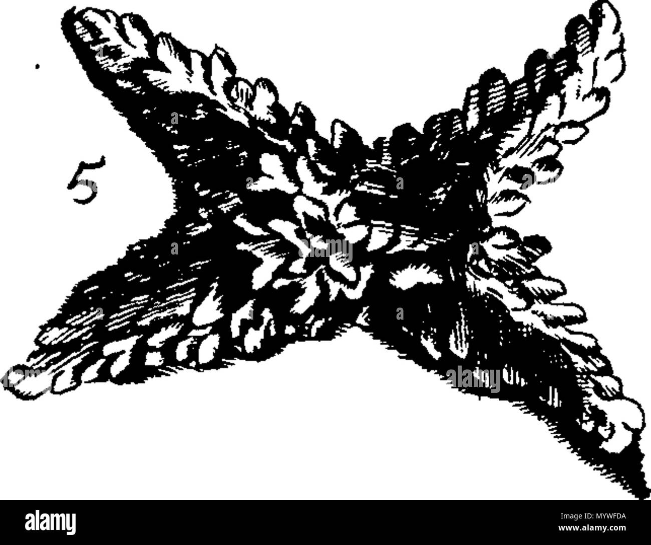 . Inglese: Fleuron dal libro: Aquatilium animalium Amboin?, &c. icones & nomina. Contenenti vicino a 400 figure, engraven su piastre di rame Crustaceous Aquatick e Testaceous animali; come aragoste, aragoste, gamberi e gamberetti, Sea-Urchins, uova, pulsanti, stelle Couries, Concks, Perywinkles, conchiglia, ostriche, muscoli, cardidi, fronzoli, fa le fusa, Capesante con subacquei altri tipi di Mare e Fiume Shell-Fish; tutti trovati circa Amboina, e la vicina Indian Shores, con loro in latino, inglese e olandese e i nomi dei nativi. Da Giacomo Petiver, speziale; F. R. S. Londra. 373 Aquatilium animalium Amboin Fleuro Foto Stock