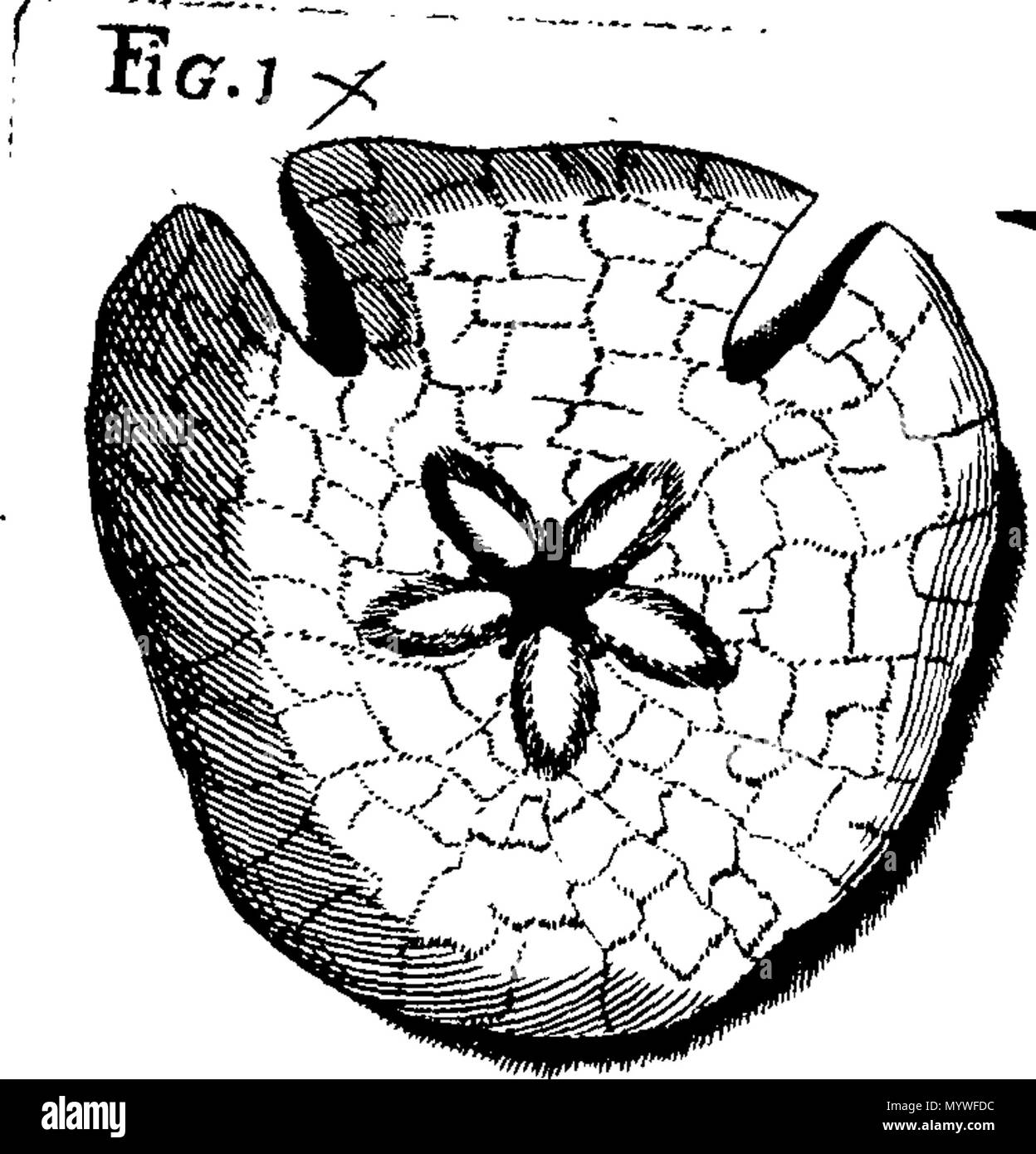 . Inglese: Fleuron dal libro: Aquatilium animalium Amboin?, &c. icones & nomina. Contenenti vicino a 400 figure, engraven su piastre di rame Crustaceous Aquatick e Testaceous animali; come aragoste, aragoste, gamberi e gamberetti, Sea-Urchins, uova, pulsanti, stelle Couries, Concks, Perywinkles, conchiglia, ostriche, muscoli, cardidi, fronzoli, fa le fusa, Capesante con subacquei altri tipi di Mare e Fiume Shell-Fish; tutti trovati circa Amboina, e la vicina Indian Shores, con loro in latino, inglese e olandese e i nomi dei nativi. Da Giacomo Petiver, speziale; F. R. S. Londra. 373 Aquatilium animalium Amboin Fleuro Foto Stock