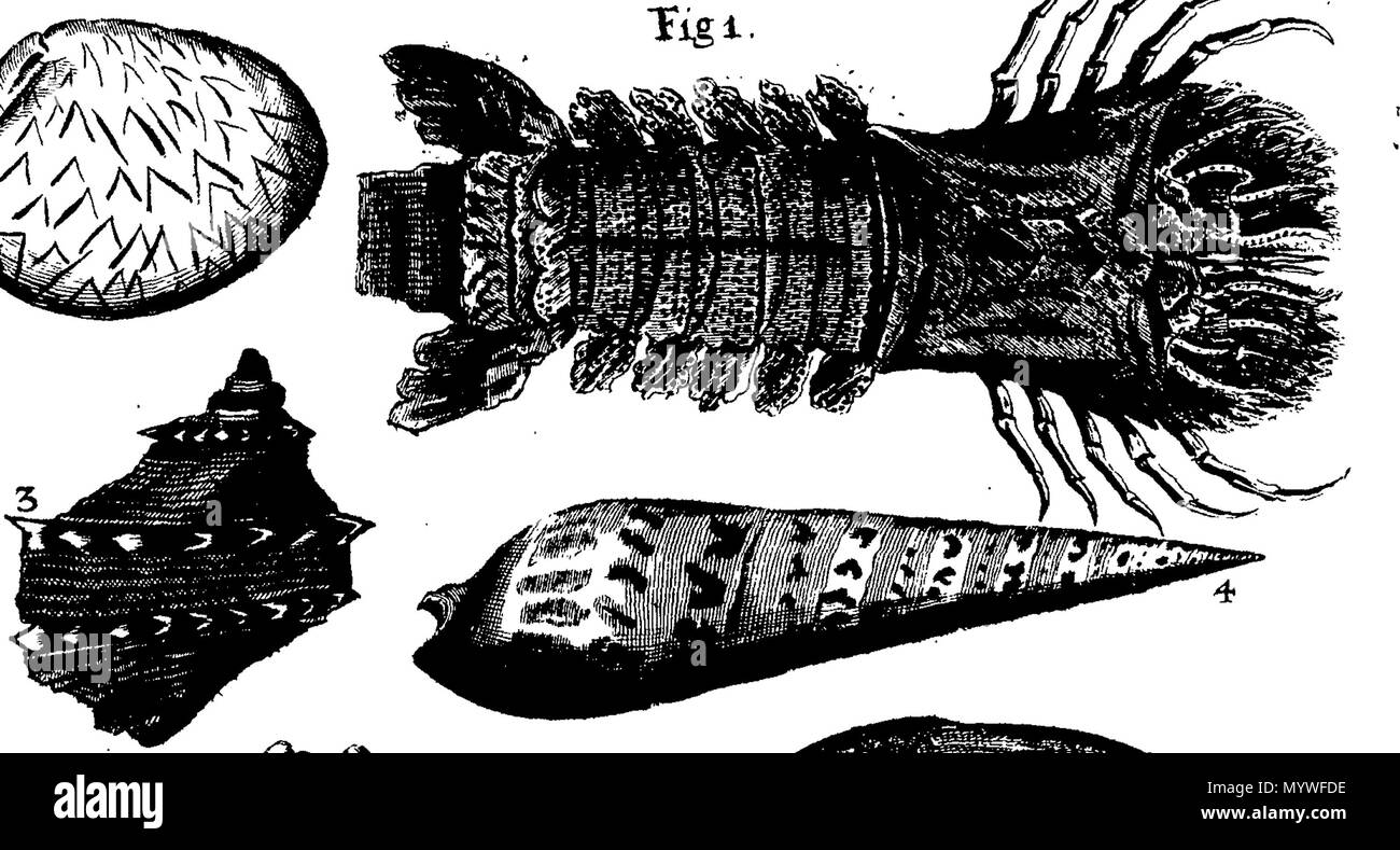 . Inglese: Fleuron dal libro: Aquatilium animalium Amboin?, &c. icones & nomina. Contenenti vicino a 400 figure, engraven su piastre di rame Crustaceous Aquatick e Testaceous animali; come aragoste, aragoste, gamberi e gamberetti, Sea-Urchins, uova, pulsanti, stelle Couries, Concks, Perywinkles, conchiglia, ostriche, muscoli, cardidi, fronzoli, fa le fusa, Capesante con subacquei altri tipi di Mare e Fiume Shell-Fish; tutti trovati circa Amboina, e la vicina Indian Shores, con loro in latino, inglese e olandese e i nomi dei nativi. Da Giacomo Petiver, speziale; F. R. S. Londra. 373 Aquatilium animalium Amboin Fleuro Foto Stock