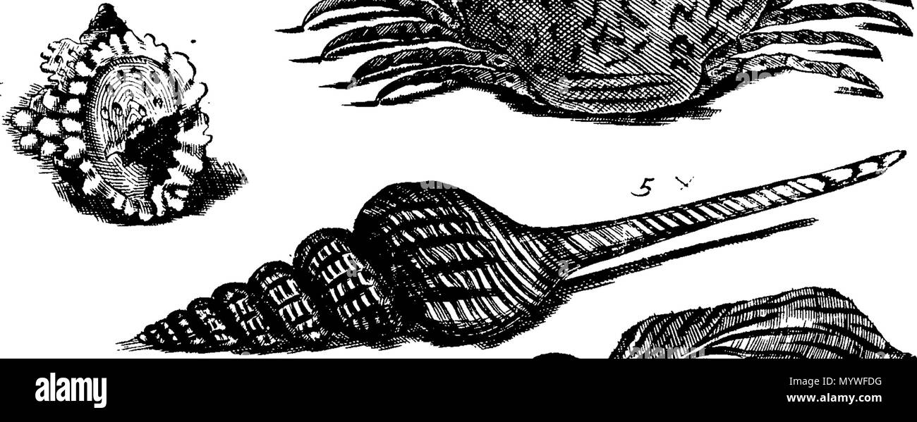 . Inglese: Fleuron dal libro: Aquatilium animalium Amboin?, &c. icones & nomina. Contenenti vicino a 400 figure, engraven su piastre di rame Crustaceous Aquatick e Testaceous animali; come aragoste, aragoste, gamberi e gamberetti, Sea-Urchins, uova, pulsanti, stelle Couries, Concks, Perywinkles, conchiglia, ostriche, muscoli, cardidi, fronzoli, fa le fusa, Capesante con subacquei altri tipi di Mare e Fiume Shell-Fish; tutti trovati circa Amboina, e la vicina Indian Shores, con loro in latino, inglese e olandese e i nomi dei nativi. Da Giacomo Petiver, speziale; F. R. S. Londra. 373 Aquatilium animalium Amboin Fleuro Foto Stock