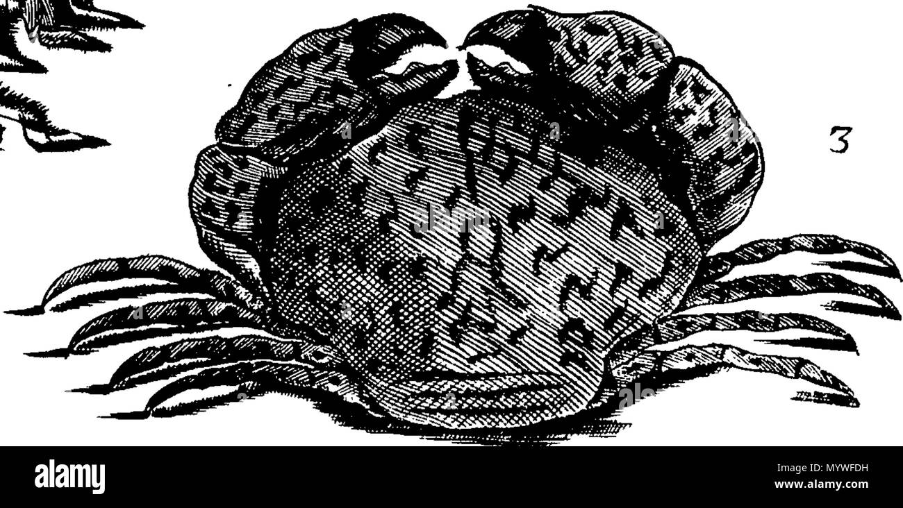 . Inglese: Fleuron dal libro: Aquatilium animalium Amboin?, &c. icones & nomina. Contenenti vicino a 400 figure, engraven su piastre di rame Crustaceous Aquatick e Testaceous animali; come aragoste, aragoste, gamberi e gamberetti, Sea-Urchins, uova, pulsanti, stelle Couries, Concks, Perywinkles, conchiglia, ostriche, muscoli, cardidi, fronzoli, fa le fusa, Capesante con subacquei altri tipi di Mare e Fiume Shell-Fish; tutti trovati circa Amboina, e la vicina Indian Shores, con loro in latino, inglese e olandese e i nomi dei nativi. Da Giacomo Petiver, speziale; F. R. S. Londra. 373 Aquatilium animalium Amboin Fleuro Foto Stock